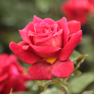 L'Ami des Jardins - trandafiri - www.pharmarosa.ro